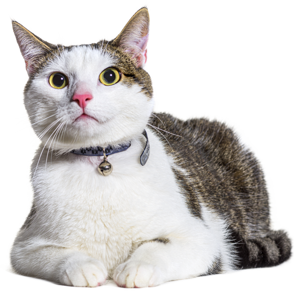 crossbreed-cat-wearing-capsule-collar-tube-for-ide-2EU8EZLa.png